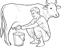 Fresh A2 desi milk for Bilona ghee